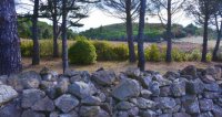 Paysage viticole - Terrasses du Larzac
