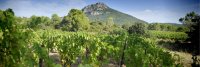 Paysage viticole - Pic de Vissou à Cabrières, Hérault, Languedoc