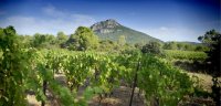 Paysage viticole - Pic de Vissou à Cabrières, Hérault, Languedoc