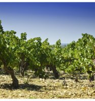 Photo de vignobles - C&oelig;ur d'H&eacute;rault