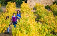 Randonnée dans les vignobles à l'automne