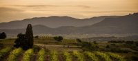 TOURS & TERROIRS D'ANIANE - CAVEAU DE GIGNAC