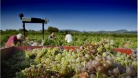 Vendanges manuelles en Languedoc Cœur d’Hérault – raisin blanc dans une benne de tracteur