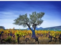 Vignes en Languedoc, Coeur d'Hérault