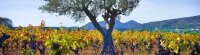 Vignes en Languedoc, Coeur d'Hérault