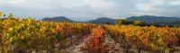 Vignes aux couleurs de l'automne