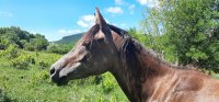 JAVA © Equi-Larzac