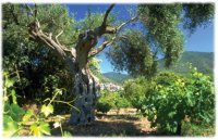 olivier & vigne ©ADT Hérault