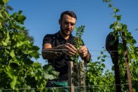 Vitiforesterie Charles Juin 23b &copy; Domaine des conqu&ecirc;tes