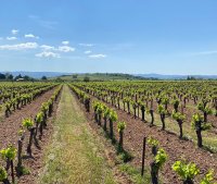 vigne mas origine &copy; Mas origine