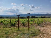 Balade AOP Terrasses du Larzac © Syndicat AOP Terrasses du Larzac