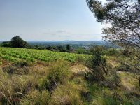 Balade AOP Terrasses du Larzac © Syndicat AOP Terrasses du Larzac