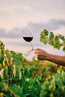 plan-vertical-personne-tenant-verre-vin-dans-vignoble-sous-lumiere-du-soleil © Freepik