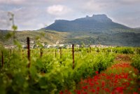 Domaine Virgile JOLY © Serge Chapuis (Serge Chapuis (Photographer) - [None]
