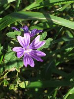 mauve © BB