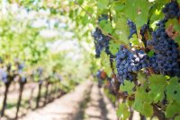 grapes-553462_1280 © @JillWellington