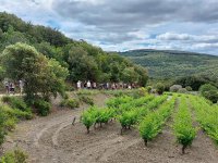 Balade vigne © Syndicat AOC Languedoc