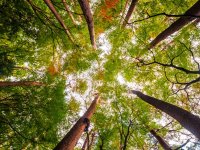  Fête de la Science 2025 : Au cœur d’une forêt en mutation © @Freepik