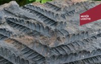 pecopterie © Musée lodève