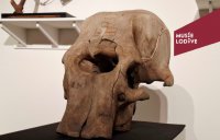 &eacute;l&eacute;phantC1 &copy; mus&eacute;e lod&egrave;ve