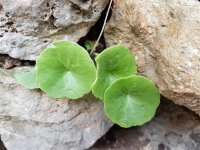 salades sauvages &copy; Ot Clermontais