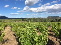 balade vigneronne&copy; E  Debray &copy; E  Debray