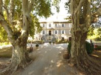 Chateau_Capion_old_plane_trees &copy; https://commons.wikimedia.org/wiki/File:Chateau_Capion_old_plane_trees.jpg