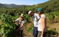 Visite à la vigne et commentaires sur son cycle de vie. ©Bardou_Noelle