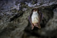 Greater mouse-eared bat (Myotis myotis) © Service Patrimoine