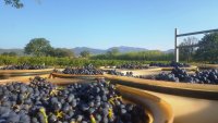 Domaine_de_l_Argenteille_5 ©Jeanjean