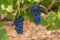 LES GRAPPES DE BELLEFONTAINE ©olivier_lebaron_photographies