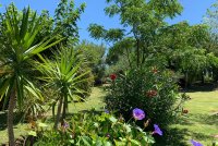 L'acacia_9 &copy; Marc & Christel Foures